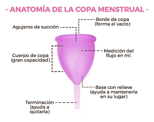anatomía de la copa menstrual