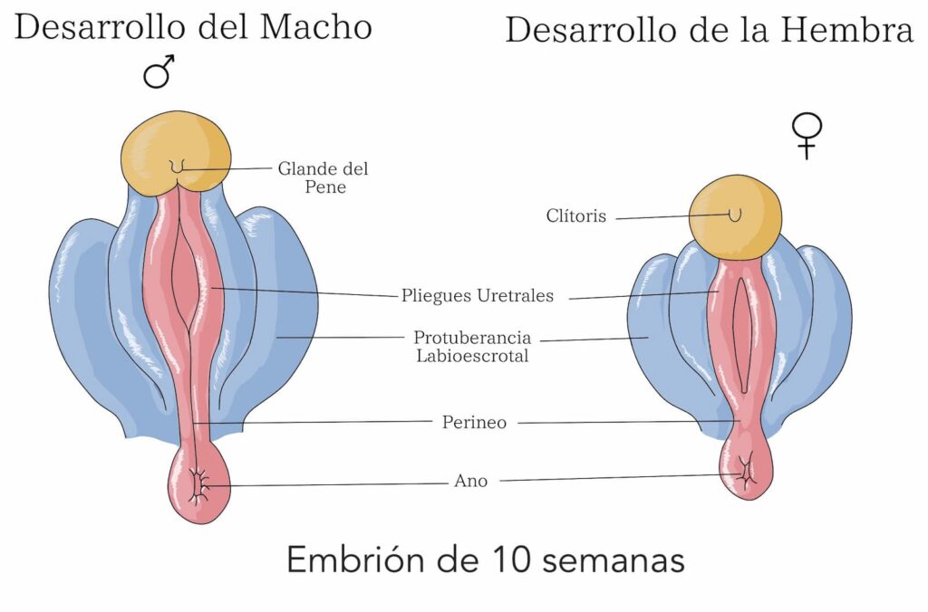 Desarrollo embrionario y diferenciación sexual UNAM Sexualidad humana